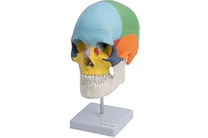 CRANSTEIN SCIENTIFIC Cranstein A-247 Cranio anatomico su treppiede | dipinto didatticamente | Studi e formazione medica | Modello di anatomia del cranio | Modello di teschio