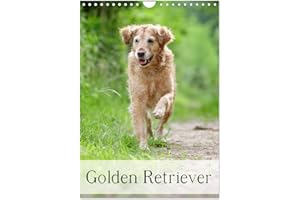 Golden Retriever (Calendrier mural 2024 DIN A4 vertical), CALVENDO calendrier mensuel