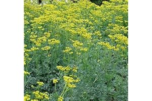 MOOSE SEEDS Rue Seeds - Perennial Evergreen Herb - 100 Seeds