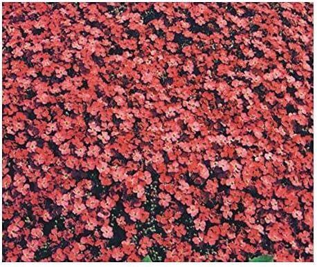 Aubrieta deltoidea Royal Red - False Rockcress - Aubrietia - 10 Seeds