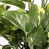 Potho colgar - Maceta 15cm. - con colgador - Planta viva - (Envío sólo a Península)