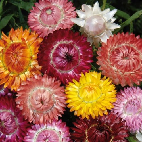 Sperli Blumensamen Strohblumen Mischung, grün