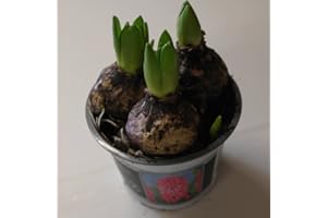 GARDENEXPERT Hyacinth (3 Bulbs in a Pot) 'Pink' 11cm Pot Size