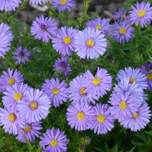 lichtnelke - Kissenaster (Aster dumosus) blau MITTELMEER