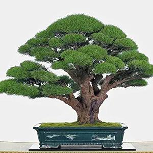 Creative Farmer Cupressus Torulosa Bonsai Suitable Seeds