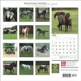 Image de Miniature Horses 2011 Calendar