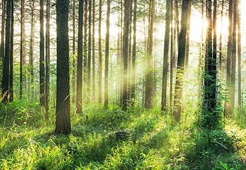 Sunset in the Woods - Vlies Foto-Tapete Wallpaper 366x254cm - 8-teilig Beigelegt sind eine Packung Kleber und eine Klebeanleitung. Made in Germany.
