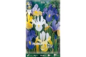 PRGA BULBI AUTUNNALI IRIS HOLLANDICA MIXED COLOR CONFEZIONE 10 BULBI BULBS BULBES