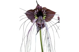 SAMENCHILISHOP (IMMER NUR EINMAL VERSAND) Schwarze Fledermausblume "Black-Bat-Flower" - Tacca chantrieri *10 Samen* >Teufelsblume<