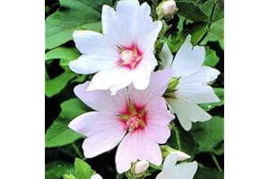 GardenersDream 1 x Lavatera 'Barnsley Baby' Plant in Pot - Dwarf Perennial Flowering Plant - Outdoor Tree Mallow Evergreen Hardy Shrub - Flowering Shrub for Garden (9cm Pot, 20-30cm)