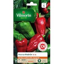 Graines De Poivron De Padrón Bio - 50-75 Graines - Prêtes à Planter