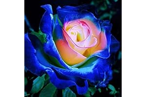 REMORUI 100 Piezas Semillas de Rosa para Sembrar, Semillas Rosa, Semillas Flores, Semillas de Flores, Semillas Flores Exterior, Semillas Plantas Para Jardín, patio, granja (Azul)