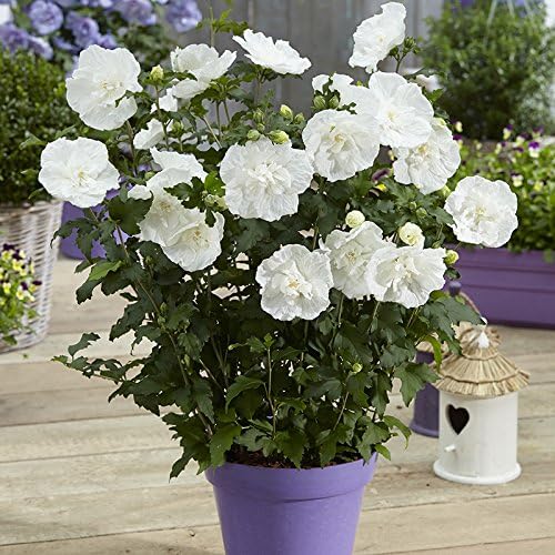 Hibiscus syriacus White Chiffon Bare Root
