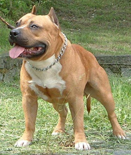 CHAMPION-DOG-CHOKE-CHAIN-METAL-COLLAR-CHROME-PLATING-RANGE-OF-SIZES