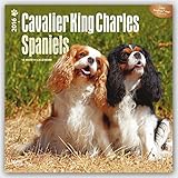 Cavalier King Charles Spaniels 2016 - 18-Monatskalender mit freier DogDays-App: Original BrownTrout-Kalender [Mehrsprachig] [Kalender] (Wall-Kalender) by 