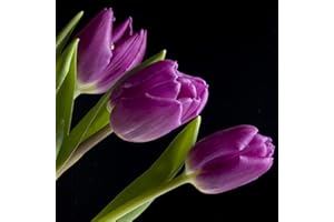 Benoon Semillas De Tulipán, 50 Piezas/Bolsa Semillas De Tulipán Absorción De Agua Mini Semillas De Tulipán En Macetas Coloridas Para El Hogar Púrpura Semillas de tulipán