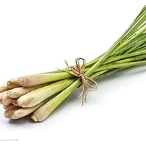 Bio Kaffir-Limette Pflanze - Citrus Hystrix Für Asiatische Küche