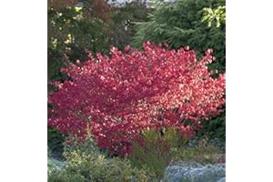 BAUMSCHULE Korkflügelstrauch Compactus 30-40cm - Euonymus alatus
