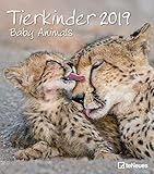 Tierkinder 2019 - Tierkalender, Fotokalender, Wandkalender 2019 - 30 x 34 cm by