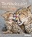 Tierkinder 2019 - Tierkalender, Fotokalender, Wandkalender 2019 - 30 x 34 cm by