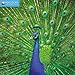 Produktbild Peacocks – Pfauen Kalender 2019 (Wall-Kalender)