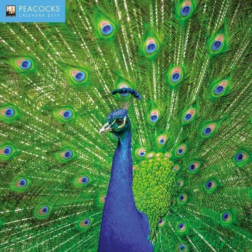 Preisvergleich Produktbild Peacocks – Pfauen Kalender 2019 (Wall-Kalender)