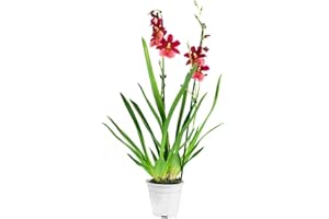 Orchidée de Botanicly – Orchidée Cambria – Hauteur: 60 cm, 2 pousses, fleurs rouges – Cambria Burrageara Nelly Isler