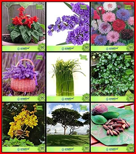 Creative Farmer Planting Seeds Combo Herb Seeds and Flower Seeds : Salvia-St. John Fire, Statica-Pacific Mixed, Cron Flower, Copperpod, Coco Tamarind, Indian Badam, Lavender, and Others -1 Packs