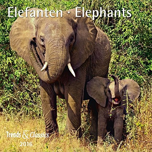 Elefanten T&C 2016