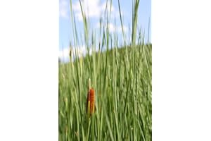 WASSERPFLANZEN WOLFF 2er-Set - Typha laxmannii - Lockerer- Schlanker-Rohrkolben, winterhart, im Winter dient das Laub/Stiele als Eisfreihalter so dass der Luftaustausch im Teich gewährleistet ist