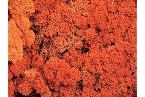 BIOTOPE AQUATICS LTD Reindeer Moss - Preserved for Air Plant Decor, Tillandsia Craft, Flower Arranging, House Airplant (Orange)