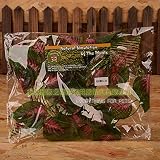 perilla planta herbácea Higiénico, fácil de limpiar y de bajo mantenimiento, se puede utilizar junto con plantas reales