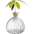 Vase D'Avocatier En Verre - Germination Graines Hydroponique - Décoration Maison