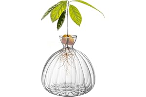 CDIYTOOL Vaso in vetro per germogli di avocado, vasi trasparenti per la coltivazione di alberi di avocado, vaso in vetro per piantare semi da giardino, per casa, tavolo, scrivania, decorazione per