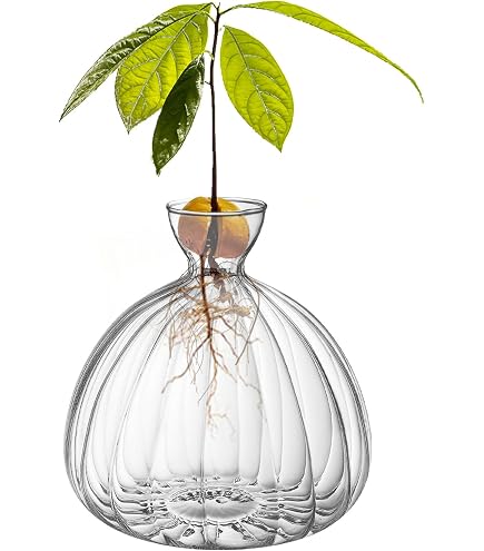 Pflanzen-Anzuchtstation Mit Glasgefäß & Holzständer – Drehgelenk-Halter Für Hydrokultur, Ideal Für Zuhause & Büro