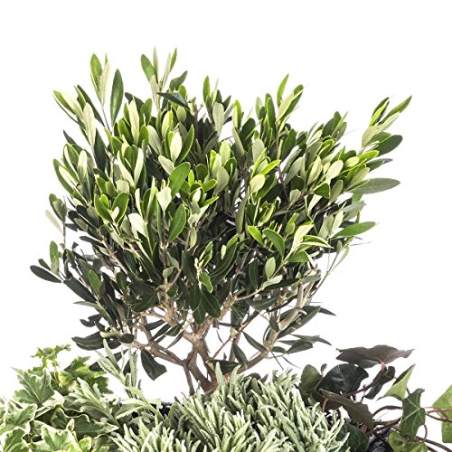 Olivenstrauch, 1 Stck