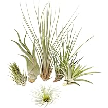 Tillandsia Caput Medusae - Plante Air 18cm - Sans Terre - Facile D'Entretien
