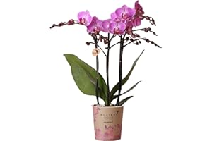 Kolibri Orchidées | Orchidée Phalaenopsis violet/rose - Mineral Vienne - Taille du pot Ø9cm | Plante d'intérieur à fleurs - Frais du cultivateur