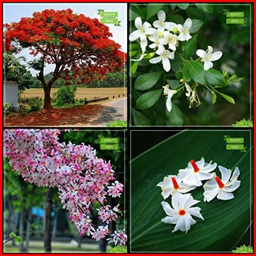 BloomGreen Co. Best Collection Combo Tree Seeds: Flame Tree, Orange Jessamine, Apple Blossom, Parijat Tree Seeds Terrace Gardening