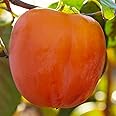 M-Tech Gardens Rare Persimmon Fruit Plant (American Persimmon, Hybrid) Diospyros virginiana Exotic 1 Live Fruit Plant