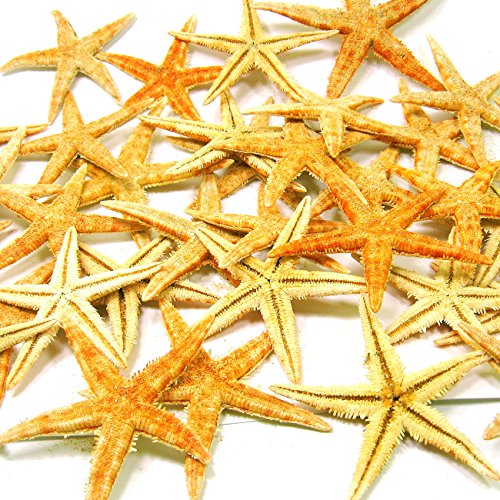 SEESTERN – MIX 20 er – Set echte Seesterne Deko – Starfish im Karton zum Dekorieren & Basteln (Natur) - 4