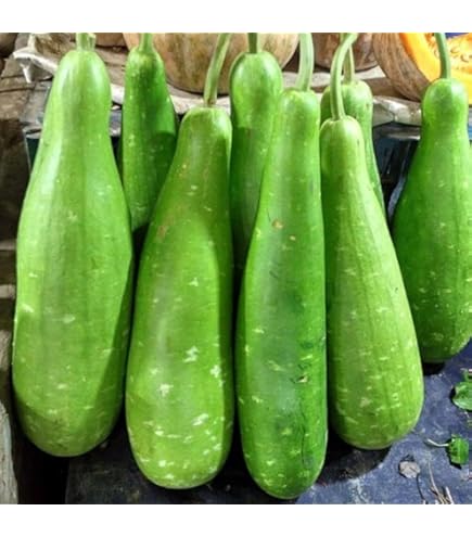 Hua Jing (Bitter Gourd/Hybrid) - Stokes Seeds