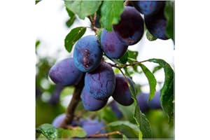 Merryweather Damson Tree 4-5ft, Self-Fertile & Heavy Cropping, Bare Rooted 3fatpigs®