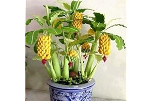 lamphle 50 Unids Semillas de Árbol de Plátano Enano Mini Bonsai Fruit Home Garden Office Plant Decor Flower Fruit Tree Semillas de Vegetales Semillas de plátano