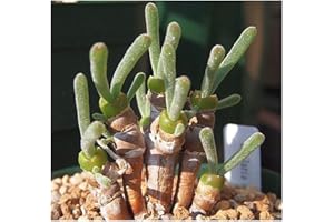 EXOTIC PLANTS Monilaria moniliformis - Caudexpflanze - 10 Samen
