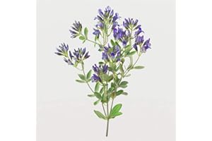 1500 Semillas de Alfalfa (Medicago sativa) - SemiSauvage Permacultura
