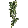 Komodo Sumatra Hanging Vine, 23 cm, Green
