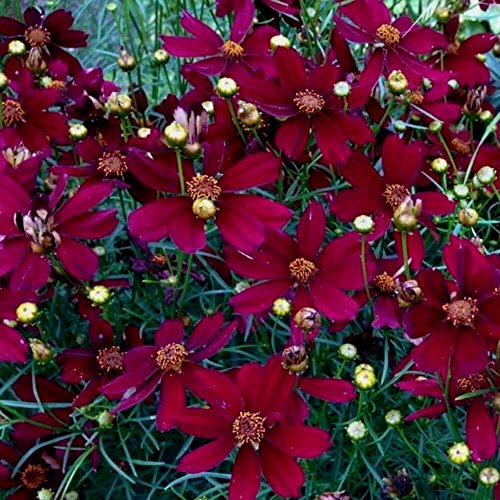 lichtnelke - Mädchenauge (Coreopsis) Red Satin