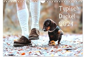 ANJA FOTO GRAFIA FOTOGRAFIE Typisch Dackel 2024 (Wandkalender 2024 DIN A4 quer), CALVENDO Monatskalender