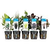 Bloomique - Mix of 5 - Aquarium plants - Freshwater - Purifying - Oxygenators - Ludwigia, Hygrophila, Eleocharis, Lobelia, Cr